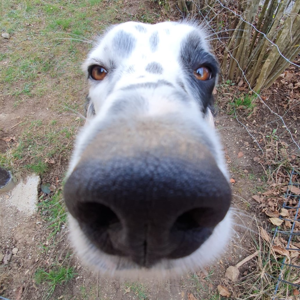 dog